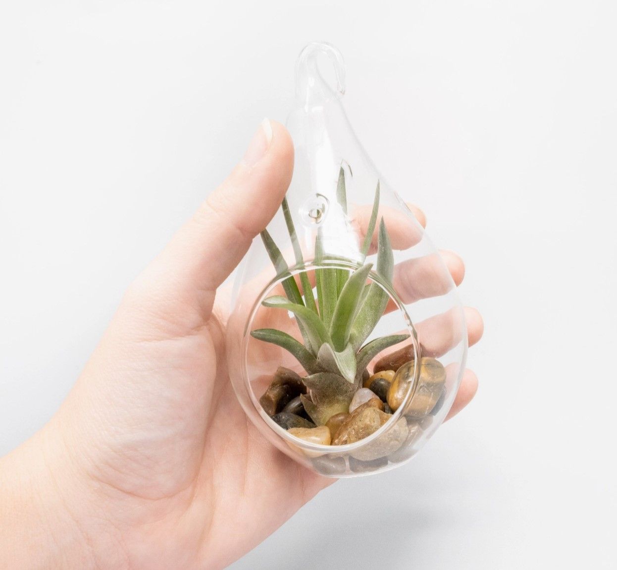 Flat Bottom Terrariums