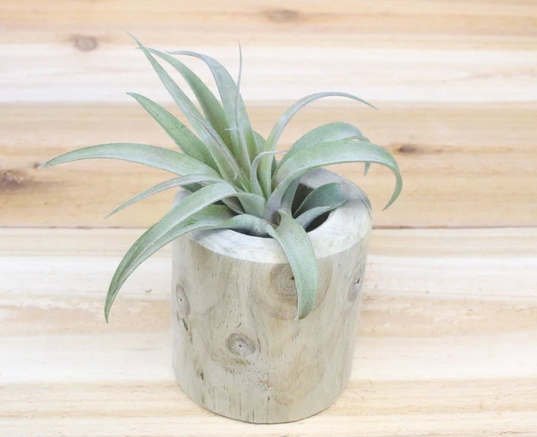 Driftwood Container