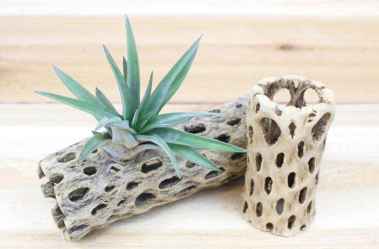 Cholla Wood Container