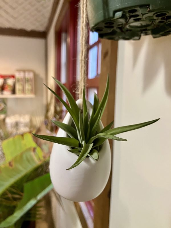 Ivory Ceramic Vase with Air Plant