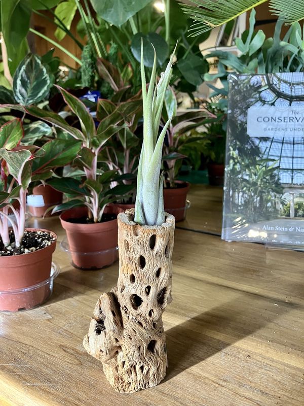 Cholla Wood Container with Air Plant