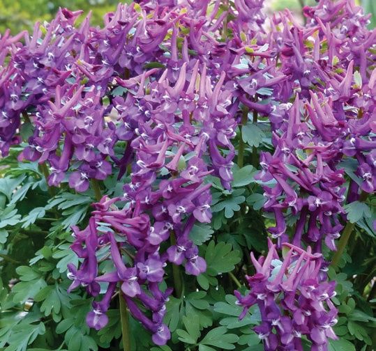 Corydalis solida 'Purple Bird' Fumewort