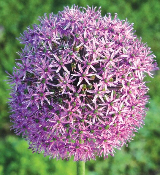 Allium 'Gladiator' Ornamental Onion