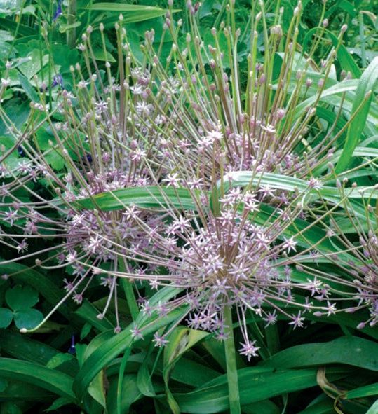 Allium schubertii Ornamental Onion