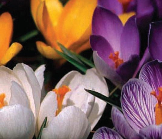 Crocus vernus ‘warm’ mixture