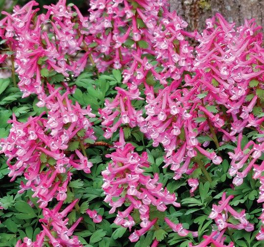 Corydalis solida 'Beth Evans' Fumewort