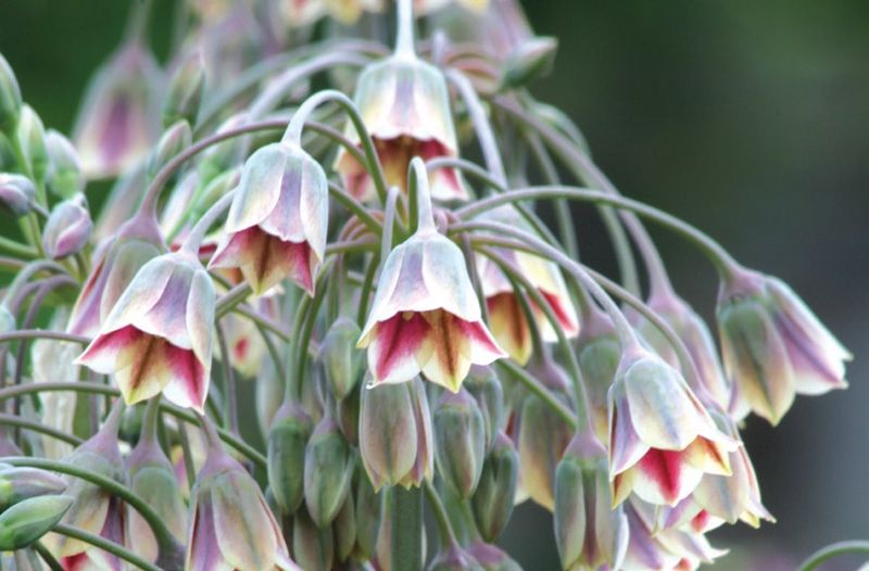 Allium (Nectaroscordum) siculum ssp. Bulgaricum Sicilian Honey Lily
