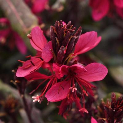 Gaura lindheimeri Belleza Dark Pink Wandflower