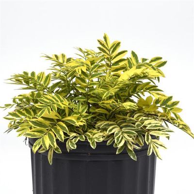 Polemonium pulcherrima Golden Feathers Jacob's Ladder
