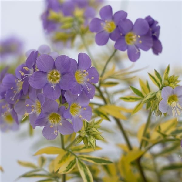 Polemonium pulcherrima Golden Feathers Jacob's Ladder