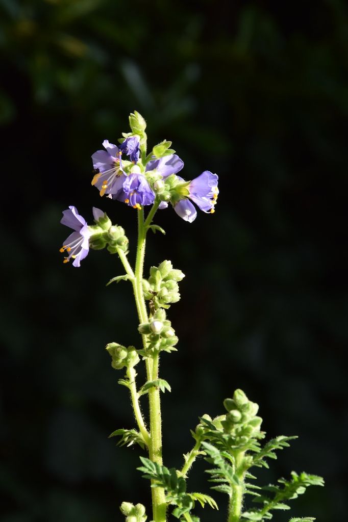 Polemonium boreale Heavenly Habit Jacob's Ladder