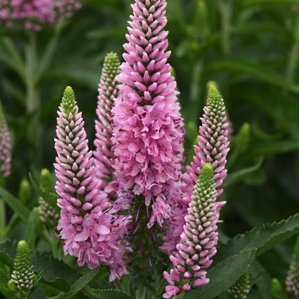 Veronica ×longifolia Skyward Pink Speedwell