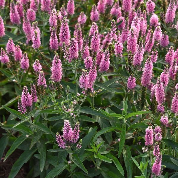 Veronica ×longifolia Skyward Pink Speedwell