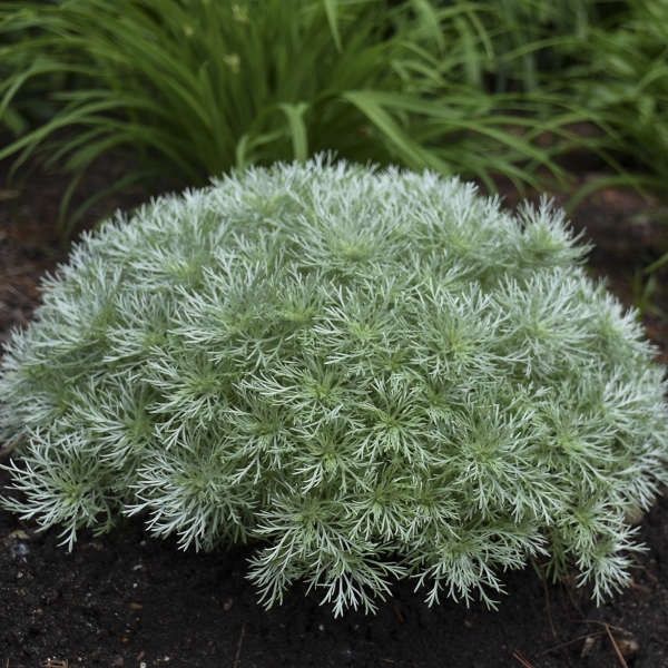 Artemisia schmidtiana 'Silver Mound'