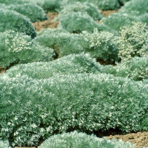Artemisia schmidtiana 'Silver Mound'