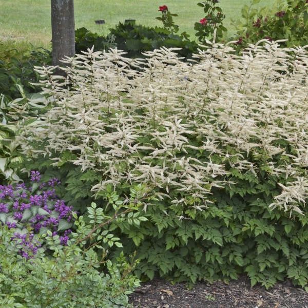 Aruncus 'Misty Lace' Goat's Beard