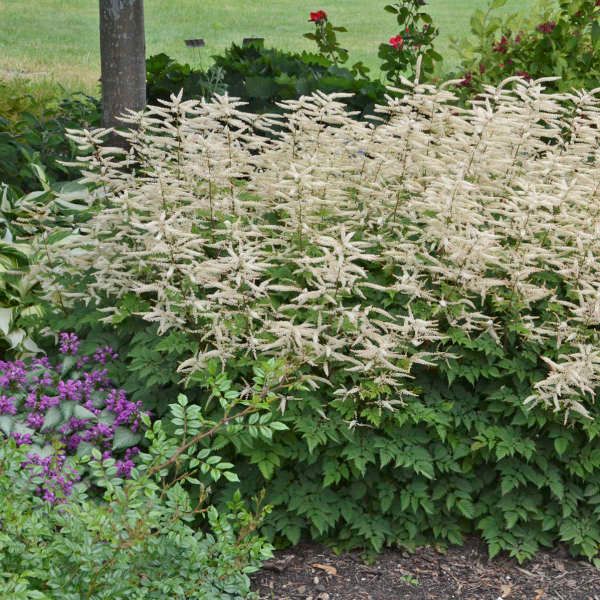 Aruncus 'Misty Lace' Goat's Beard