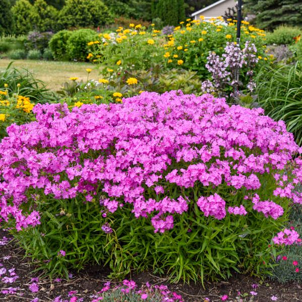 Phlox ×'Opening Act Ultrapink'