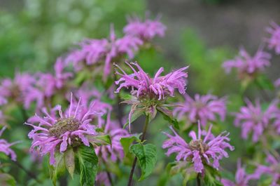 Monarda fistulosa 'Claire Grace' Wild Bergamot