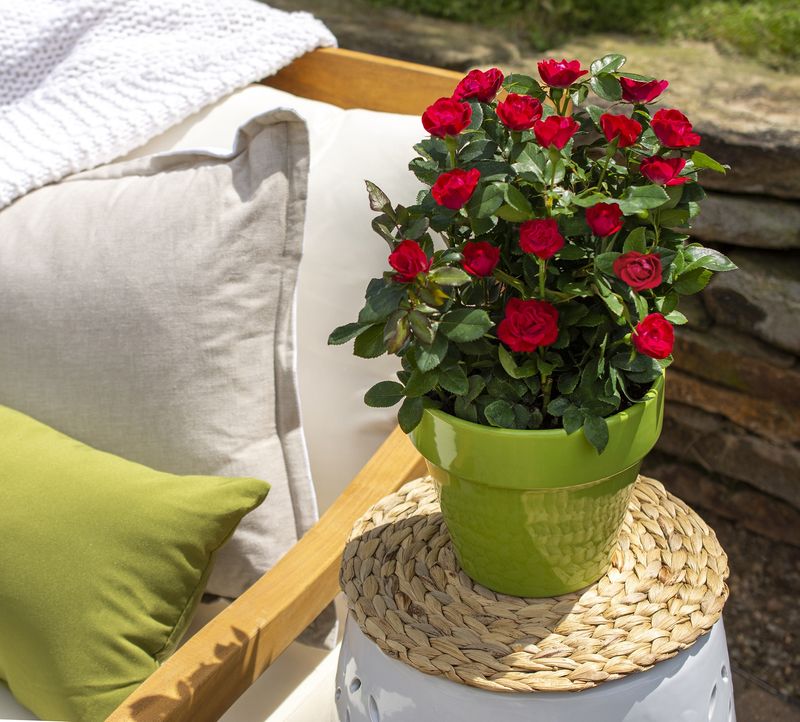 Rosa Petite Knock Out®