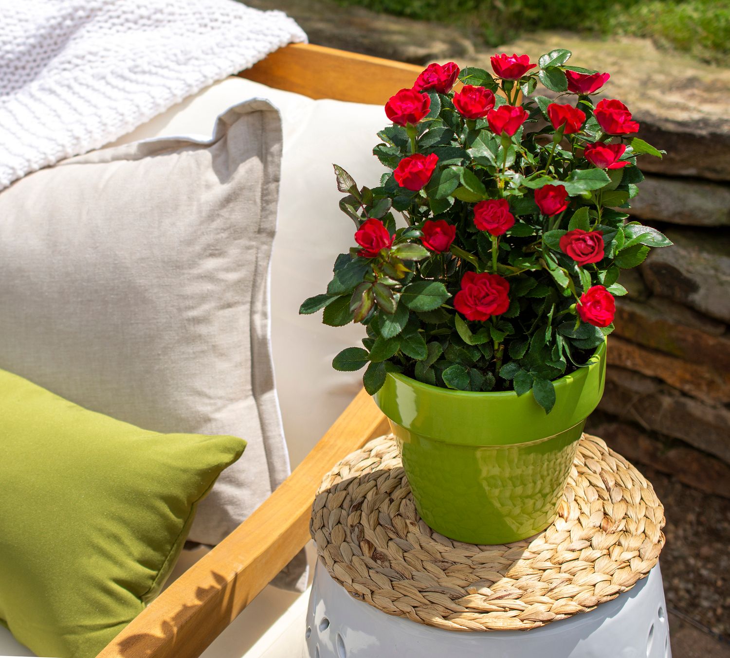 Rosa Petite Knock Out®