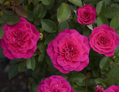 Rosa Sunblaze® Dragon Fruit