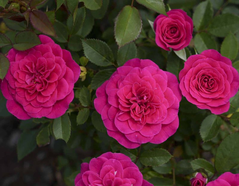 Rosa Sunblaze® Dragon Fruit