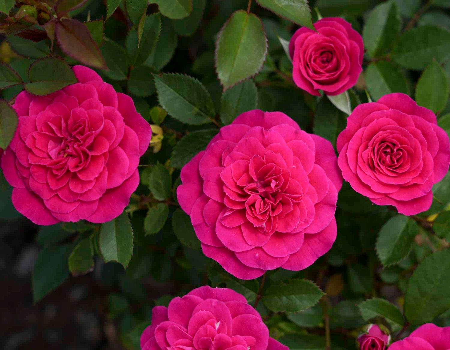 Rosa Sunblaze® Dragon Fruit