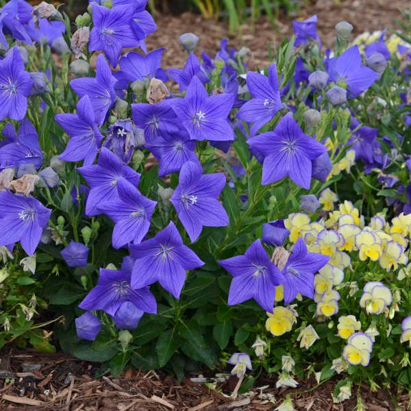 Platycodon grandiflorus Sentimental Blue Balloon Flower