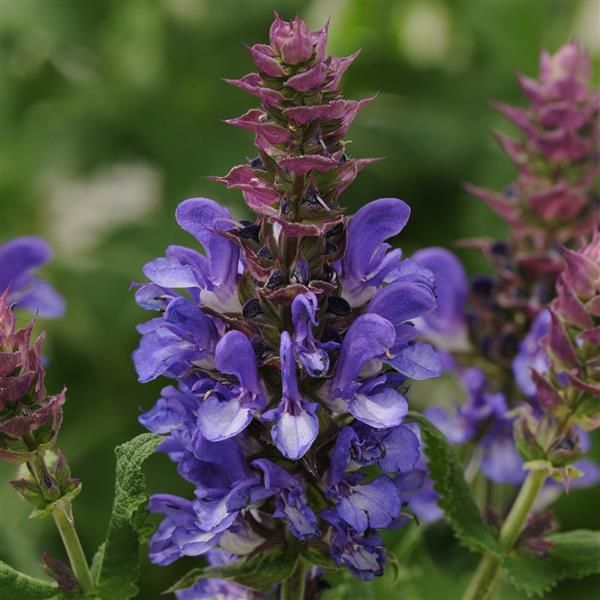 Salvia nemorosa Blue Marvel