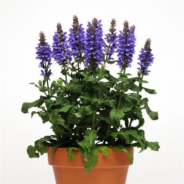 Salvia nemorosa Blue Marvel