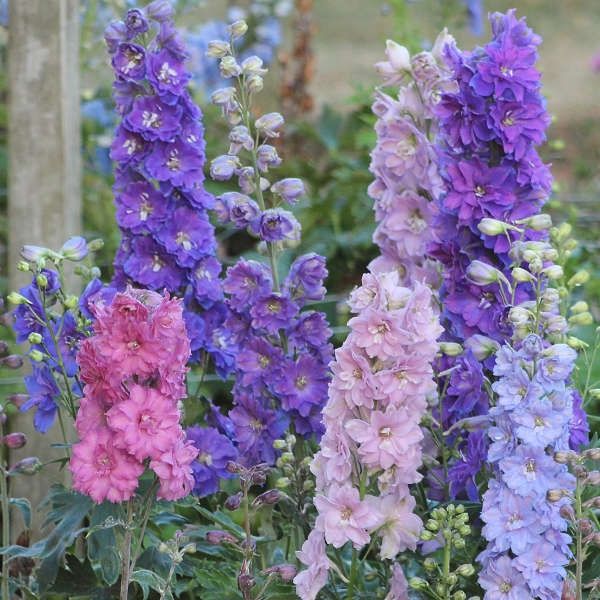 Delphinium New Zealand 'Mini Stars'