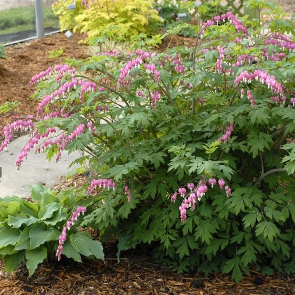Dicentra spectabilis Bleeding Heart