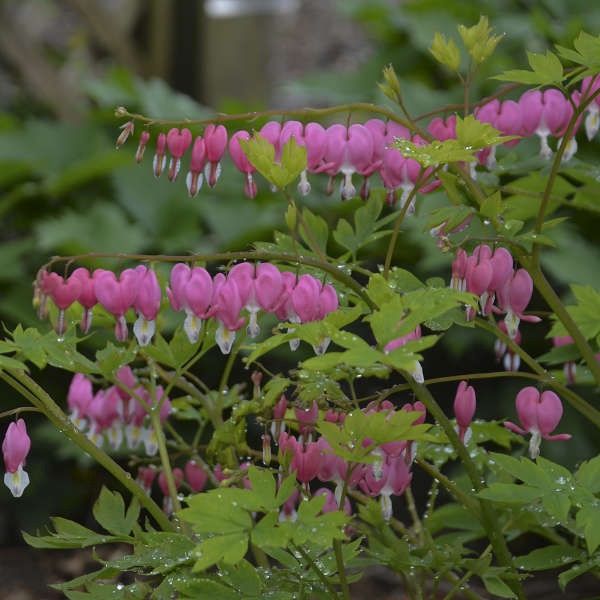Dicentra spectabilis Bleeding Heart