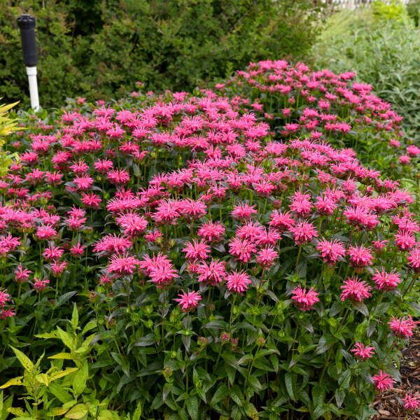 Monarda Upscale® 'Pink Chenille' Bee Balm