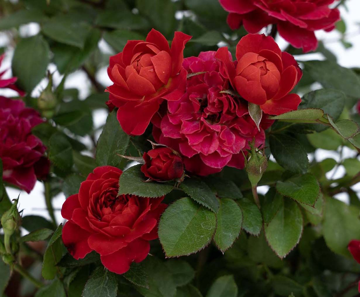 Rosa Sunblaze® Watermelon