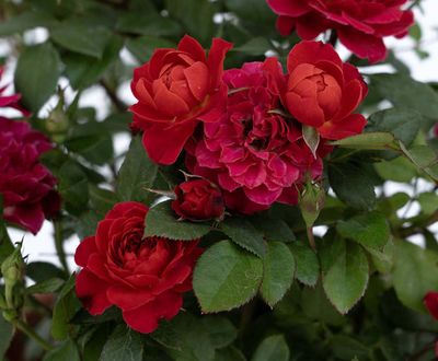 Rosa Sunblaze® Watermelon