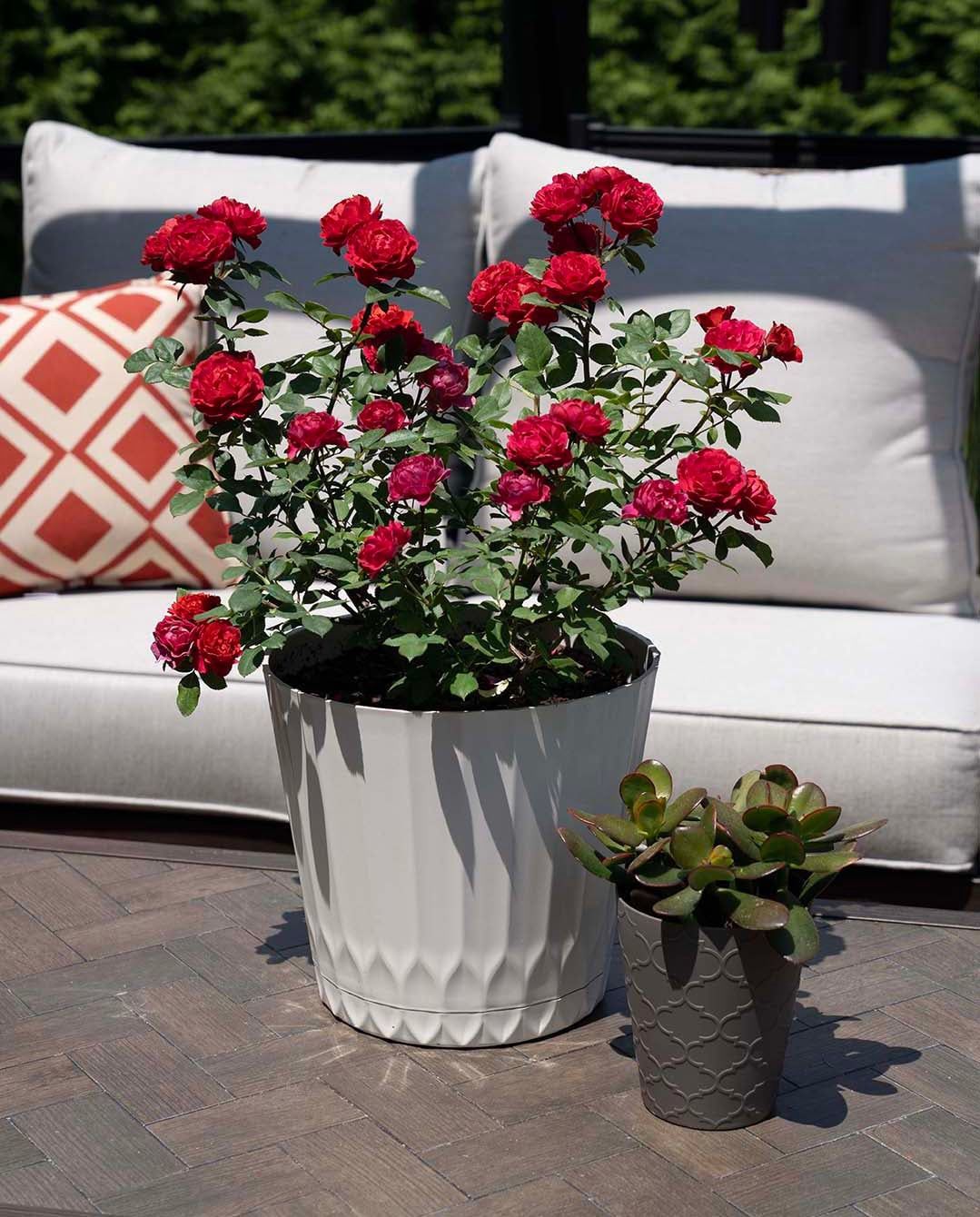 Rosa Sunblaze® Watermelon