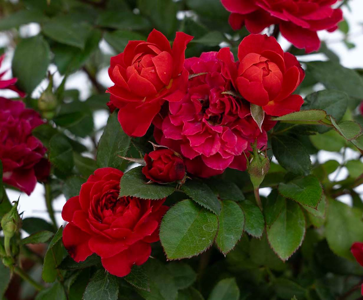Rosa Sunblaze® Watermelon