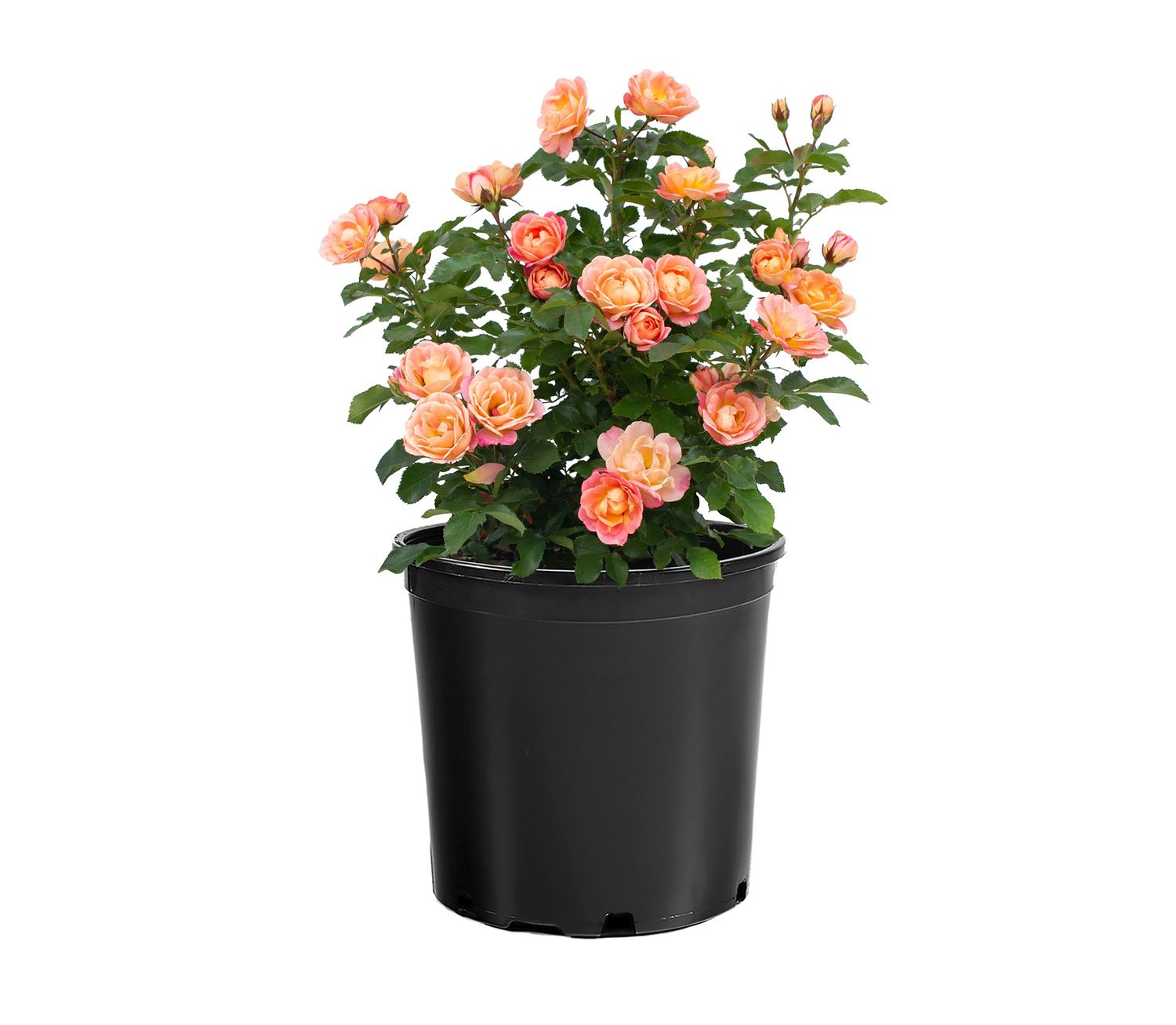 Rosa Sunblaze® Peach