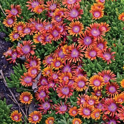 Delosperma x Fire Spinner® Ice Plant