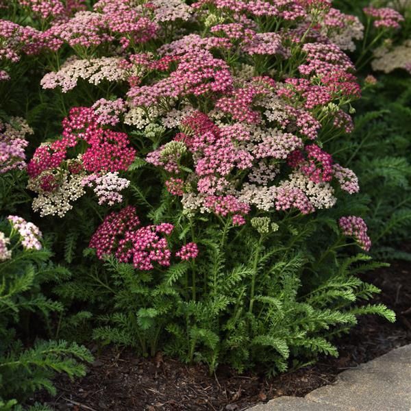 Achillea Milly Rock Rose Yarrow