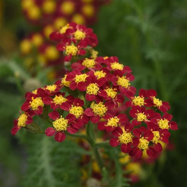 Achillea Milly Rock Red Yarrow