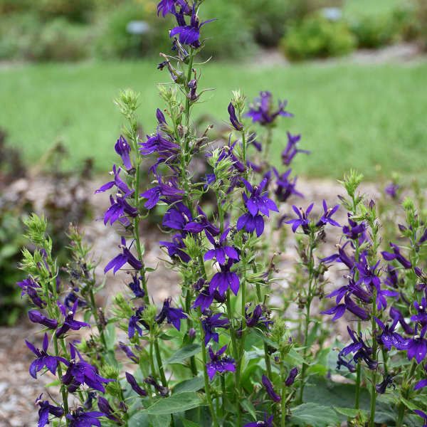 Lobelia 'Starship Blue' Cardinal Flower