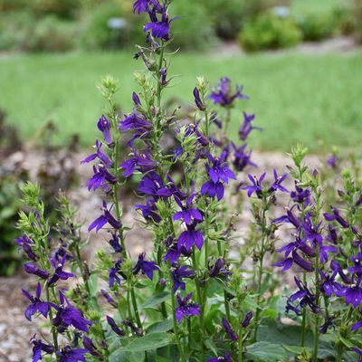 Lobelia 'Starship Blue' Cardinal Flower