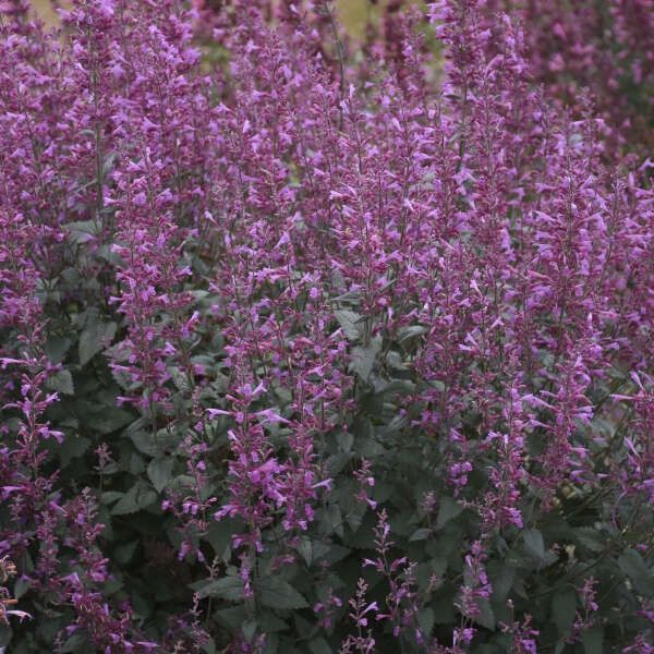 Agastache ×Meant to Bee® 'Royal Raspberry' Anise Hyssop