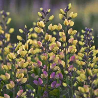 Baptisia Decadence® Deluxe 'Pink Lemonade' False Indigo