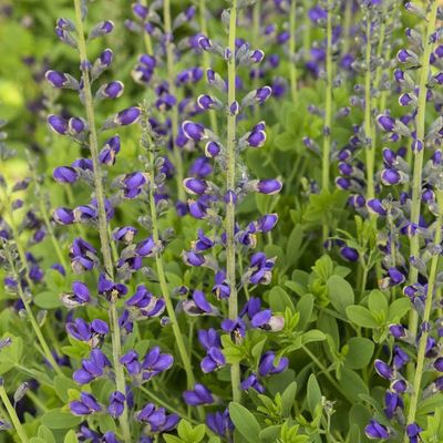Baptisia Decadence® Deluxe 'Periwinkle Popsicle' False Indigo