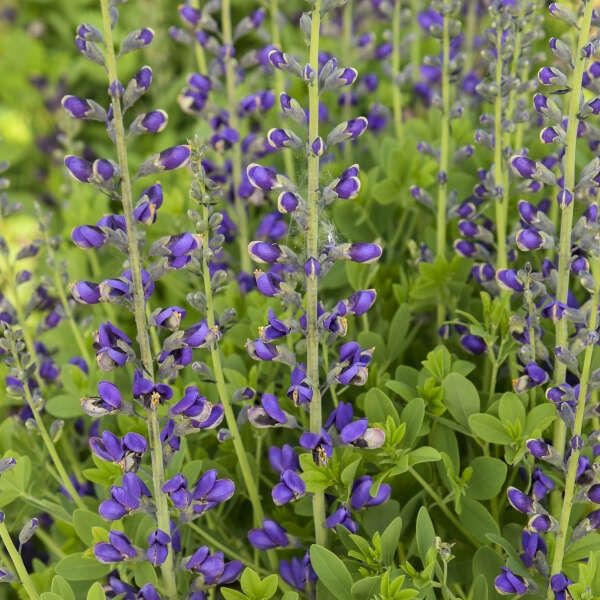 Baptisia Decadence® Deluxe 'Periwinkle Popsicle' False Indigo