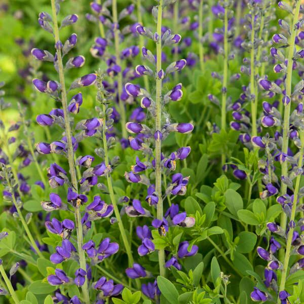 Baptisia Decadence® Deluxe 'Periwinkle Popsicle' False Indigo